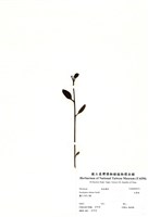 藏品(大葉桉)的圖片